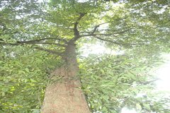 Gymnacranthera farquhariana